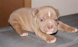 GENERATIONAL OLDE ENGLISH BULLDOGGES
International Olde English Bulldogge Association
Producing the Finest
Registered IOEBA Blue Ribbon Generational Olde English Bulldogges
THE PEDIGREE IS OUTSTANDING
"THICK BULLY and HEALTHY"
We have males and