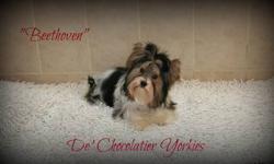 Price reflects pet only breeing rights is more. IBC registered Biewer Biro Carrier male named Beethoven. D.O.B. 5/30/12, mom is a Biewer Biro Carrier and is 5 3/4 lbs. and dad Biro Yorkshire Terrier is 4 1/2 lbs, they both come from champion lines and