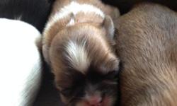 ICA Shinese Puppies available. Shinese puppies are the cross between Pekingese and Shih Tzu's. These puppies are first generation and will come with ICA registration. 1 Male (Black & White) and 5 Female available. Pups will be Vet Checked, with Health