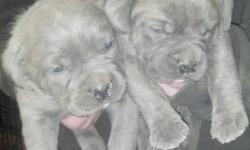 Don't miss out on these beautiful boys they will be ready to go just in time for Christmas. These are quality puppies don't be fooled by all the imitation stuff going around. Call or text anytime 5857384175 lots of references from happy customers I have
