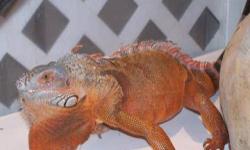 Iguana - Yoshi - Large - Adult - Male - Scales, Fins & Other
Yoshi is an adult male iguana who was brought in to Lollypop Farm because his owner could no longer afford to care for him. Even though his color is red, he is still known as a green iguana, the
