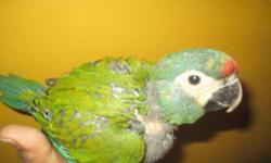 i have a very cute 9wk old baby illinger macaw for sale to an experience hand feeder this little mini macaw grows up tp 16-19 inches beak to tip of tail..this baby is very healthy,closed banded,very affectionate,colors is amazing. they have the cutest