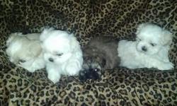 Four baby imperial shih Tzu puppies. Born on 12/31/2014. Will be 8 weeks old on February 25th. Pedigree bloodlines through father. 3 males and one female (White with tan markings). Very well socialized with other dogs/puppies as well as children and