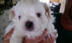 I have 3 beautiful boys, tiny and sweet . Pure white Imperial (toy) shihtzu's . Ready to go to their new home on 8/24/14. They were born on June 29th. The mom weighs 4 lbs and the dad weighs 7lbs.