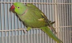 2 years old. green split blue and cleartail female, blue split cleartail male. bonded.