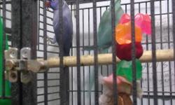 I have 2 pairs of Indian ringnecks 1st pair is a violet male with a white female proven for me 650.00 Second pair is young violet male with a blue green female not set up 600.00