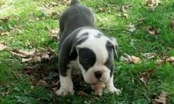I have a beautiful blue olde Bulldogge ready for his new home. He is up to date on vaccinations and been de wormed.he comes with a guarantee and he has been started on nuvet supplement. His lines consist of papa , what a mug and joyful acres this was a