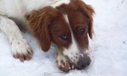 Irish Red and White Setter AKC reg. 9 mo. Female pup. Hannah is a beautifully marked girl with lots of energy and a great sense of humor. She?s the last of my 3/4/13 litter and a wall flower, unchosen only because she has a cow-lick on her neck (like a