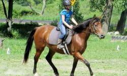 Midnight Missfire is a 5 yr old bay mare handled since birth. She stands 14.3 hands, weighs 900 lbs.
She has been under saddle for the past 3 years & goes nicely at a WTC in the arena or on trail. She has spent 8 weeks at Longacres riding camp where she