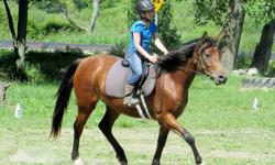 Midnight Missfire is a 4 yr old bay pony mare handled since birth. She has been under saddle for the past 2 years & goes nicely at a WTC in the arena or on trail. She just spent 8 weeks at Longacres riding camp where she proved herself to be an awesome