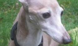 Toby, who is in the care of Italian Greyhound Place, had been living in a situation with too many other dogs and with a human who, unfortunately, had advancing Alzheimer's Disease. When relatives placed the woman in an assisted care facility, they had