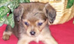 Very tiny...
Mom is mini Doxie
Dad tiny tcup chihuahua
Only 1 baby left!
Little boy. .
Shots...wormed
Papertrained And cratetrained
Ready to go :)