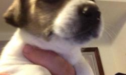 Hello, are you or a loved one looking for a beautiful puppy? Then you've come to the right place jack Russel puppies are the best puppies, ever! Yes, there is a re homing fee. Can you really put a price on a loved one?
4 girls 1 boy
* A small rehomming