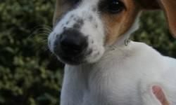 Jack Russell Terrier - Bonnie - Medium - Baby - Female - Dog
Bonnie is a JRT mix we believe and sweet as can be! She was rescued from Cancun, Mexico by a wonderful lady who does alot of work to try and save dogs. She has been spayed and has had her first