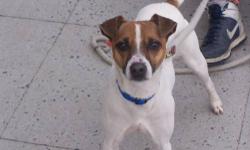 Jack Russell Terrier - Buddy - Small - Adult - Male - Dog
Buddy is a 6 year old neutered Jack Russell/Parson Russell Terrier. This spunky man has the slim, long legged body of the latter but, since both breeds are descended from the same line, they are