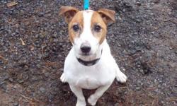 Jack Russell Terrier - Charlie - Small - Adult - Male - Dog
Charlie is 7 years old, loves to kayak and go boating and loves car rides! He prefers to be an only child so he can have all the love to himself! Shelter hours are: Tuesday - Friday from