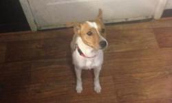 I'm only selling Chicago my Jack Russell because I'm moving and my new landlord don't accept dogs. He's home trained and very active and full of energy, GREAT with KIDS. Chicago has all his shots and vaccination and record shown. willing talk on the