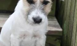 Jack Russell Terrier - Cookie - Small - Baby - Female - Dog
Cookie is a wire haired JRT mix we believe and sweet as can be! She was rescued from Cancun, Mexico by a wonderful lady who does alot of work to try and save dogs. She has been spayed and has had