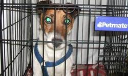Jack Russell Terrier - Dash/adopted - Small - Adult - Male - Dog
Dash has been adopted Dash is 3 years old, and has a lot of energy. He is house trained, but will need a refresher course, as he was left alone in the house for long periods of time. He is