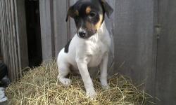 Jack Russell Terrier - Jack Russell?fox Terrier Puppies - Small
These puppies were rescued from a house fire and are in need of finding homes. They are adorable, healthy fun puppies, who will be energetic small dogs as adults. Please email or call us to