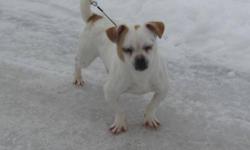 Jack Russell Terrier - Jacko - Small - Young - Male - Dog
Jacko is called a Jug.He's about 14 months old. He's full of play,Great little dog to spend time with. And you will have to take time for him.So much fun.For more information call 607-844-3641