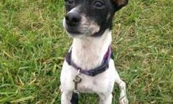 Jack Russell Terrier - Jerry - Small - Adult - Male - Dog
CHARACTERISTICS:
Breed: Jack Russell Terrier
Size: Small
Petfinder ID: 24494548
ADDITIONAL INFO:
Pet has been spayed/neutered
CONTACT:
Elmira Animal Shelter | Elmira, NY | 607-737-5767
For