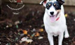 Jack Russell Terrier - Lilly - Small - Adult - Female - Dog
A 5 -month old Jack Russell mix, Lily is taffy colored and white. A fine boned lady, she will fit nicely in an apartment or a condo. She has a prior hip injury that will shortly be assessed and