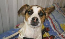 Jack Russell Terrier, male, broken coat, vaccinated, dewormed, well socialized, pedigee, guaranteed. Responds well to commands. Would be great in obedience classes and agility. Born 7/24/12. The dog with a heart on his side and a white tip onhis tail!