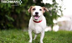 Jack Russell Terrier - Marley - Small - Senior - Male - Dog
Hi, I?m Marley. If you are home a lot and would like a great companion, then I?m your guy. I am a little shy at first, but once I get to know you, I?ll be your best friend and just want to stay
