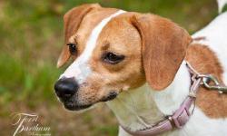 Jack Russell Terrier (Parson Russell Terrier) - Maddie - Medium
Mixed coat........ she is happy playing with her toys or giving kisses She's a great dog............she adores people..........loves to run in the fenced yard.........and loves to sit on your