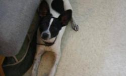 Jack Russell Terrier - Peanut Fostered - Small - Young - Male
PEANUT JACK RUSSELL TERRIER MIX WHITE & BLACK ARRIVED 09/29/12 @ 8LBS @ ONE AND A HALF-YEAR-OLD MALE FOSTERED Peanut is an energetic and loving boy that was saved from being euthanized in a