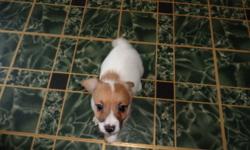 Two male jack russell terrier puppies left. Born Dec. 2nd, 2013. Vet checked with first shots, worming, dew claws removed and tail docked. Short legged and rough coat. Raised underfoot as part of the family and socialized with small children. Very