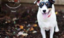 Jack Russell Terrier - Sam - Small - Young - Male - Dog
This 2 yearold m/n Jack Russell is just a bundle of energy. Very sweet personality and good with other dogs.
CHARACTERISTICS:
Breed: Jack Russell Terrier
Size: Small
Petfinder ID: 24445770
ADDITIONAL