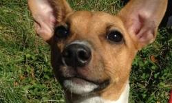 Jack Russell Terrier - Shakti Purebreed Jrt!!! - Small - Young
Shakti is a purebreed Jack Russell Terrier with papers. She is 9 months old and enjoys the company of other dogs and loves people.
To meet this dog, please fill out an application online  or