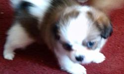 Japanese chin/long hair chihuahua
Non shedding
Beautiful markings and silky coat
should range between 15pounds or less
If interested send information about self/family/location
Location of puppy 10940 Hudson valley,ny