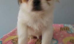 Gorgeous Japanese Chin male puppies: one white with black, and one rare white with sable/goldish red. Adult size approximately 6-8 pounds. Cat-like disposition, that is, gentle, relaxed, non-aggressive, affectionate. Playful and sweet. All vaccines