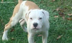 Good home needed NOW!
OBO (or best offer) Call with your offer!
Ready for a good home! Female & Male puppies available! Check out our other listings too.
Puppies For Sale, Full Breed American Bulldogs w/ Champion Lines, and papers (Registered w/ NKC) -