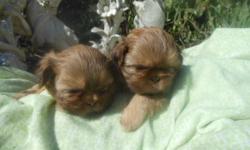 AKC Shih Tzus.
"JASPER" is a red cream liver. CH grandfather, nice lines!
Cobby bodies and short legs, big heads.
Will be standard size. 8-13 lbs.
Will be vet checked and health guarantee.
Shots and wormings.
Go home with a security blanket, toys, medical