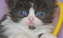 Persian kittens, purebred: "Sailor", handsome Black/White Bi-color (born 10/3, ready now). Very gentle, affectionate, and out-going. His eyes will turn a bright Orange-gold like his mother's, after 6 months of age. He can be expected to reach 7, or at the