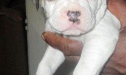 100 % American Bulldog Puppies, NKC Registered, Full of Johnson,
Puppies Born 2/20/2014
Both Parents have outstanding pedigree's.
Puppies come with papers, wormed, 1st shots, and year health gurantee.
Don't miss out on some of the best puppies in the