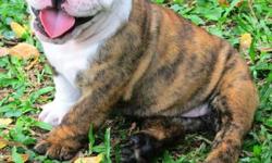 She is a 20 days old English Bulldog brindle, with really bright colors! She is super enthusiastic and joyful!
She is very healthy, checked by the veterinarian, vaccinated and wormed.