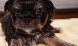 www.littlewondersofnewyork.com
JARKIES ARE A MIX OF A PUREBRED YORKIE AND A PUREBRED JAPANESE CHIN WHICH CREATES A DESIGNER BREED OF JARKIES WHICH ARE EXTREMELY RARE AND A DELIGHT TO OWN !
we can ship!
call to set up a Skype meeting... reserve your puppy