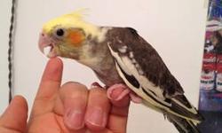 I am currently hand feeding few baby cockatiels. They are from 18 - 26 days. Both are DNA'D MALE. Each one is $85. Price includes: DNA test fee, Hatch certificate and free delivery within 50 miles from my place. No shipping.
Baby birds can be sold ONLY to