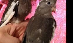 Just weaned out 2 white faced baby cockatiels. They are from 26 - 37 days. The bigger one is a male and the small one is a female. Each one is 100. Price includes: DNA test fee, Hatch certificate and free delivery within 50 miles from my place. No