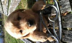 Justin is pure breed ACA registered puppy. He has gold color and is very friendly puppy. Born on October 15 2012