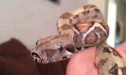 Have a great looking healthy MALE boa for $100
Never bit, eats live or frozen, mice or rats
Not hand shy
And a FEMALE Mack snow leopard gecko for $20
WILL LISTEN TO TRADING OFFERS
This ad was posted with the eBay Classifieds mobile app.