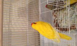 I just received a bunch of kakarikis and have more than I can handle. These birds are the quietest birds you can own
ONE BABY MALE YELLOW $500 (first picture. Just off the formula. Can make a great pet of future breeder.
The rest are 10-12 month old