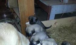 Hi we will be having another litter of Purebred KANGAL puppies march 2013 .Our January litter are all sold.If interested;
Please contact me at 315-529 7001
visit us on "Uysal Kangals USA" on Facebook to see the parents and other adult dogs and follow