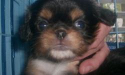 WE HAVE A LITTER OF ADORABLE PUPPIES WHICH ARE KING CHARLES SPANIELS (ENGLISH TOY SPANIEL), WHICH LOOK LIKE CAVALIERS, BUT HAVE A FLAT FACE & ARE SMALLER IN SIZE & JAPANESE CHIN. BOTH PARENTS ARE AKC & BEAUTIFUL. MOM IS A BLACK & TAN ENGLISH TOY & DAD IS