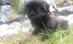 AKC Shih Tzus. PLEASE NOTE** KING KONG is NOT a solid black.. he is chocolate frosted/sable. :D
"KING KONG" is a black/Sable color. CH grandfather, nice lines!
Cobby bodies and short legs, big heads.
Will be standard size. 8-13 lbs.
Will be vet checked